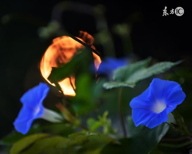治蛔虫、绦虫、便秘，小小牵牛大大功效