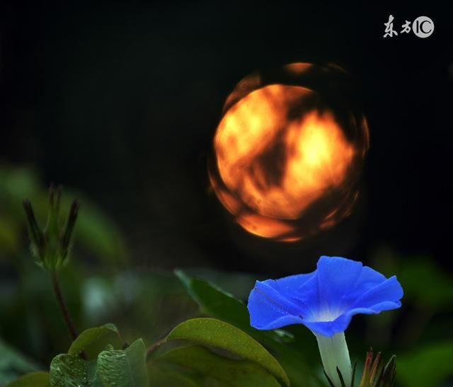 治蛔虫、绦虫、便秘，小小牵牛大大功效
