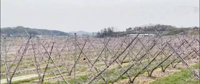 韩国水蜜桃种植与众不同，科学化管理产量高品质好，值得借鉴