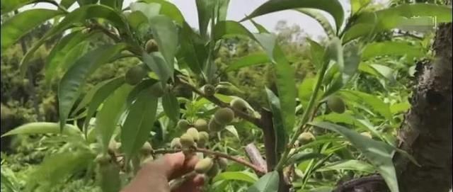 韩国水蜜桃种植与众不同，科学化管理产量高品质好，值得借鉴