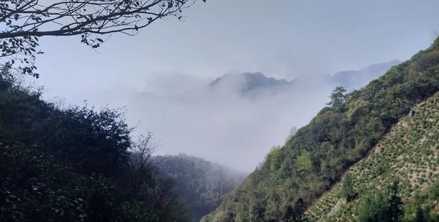 祁门红茶为什么这么好喝,象窝和祁门红茶哪个好喝图4