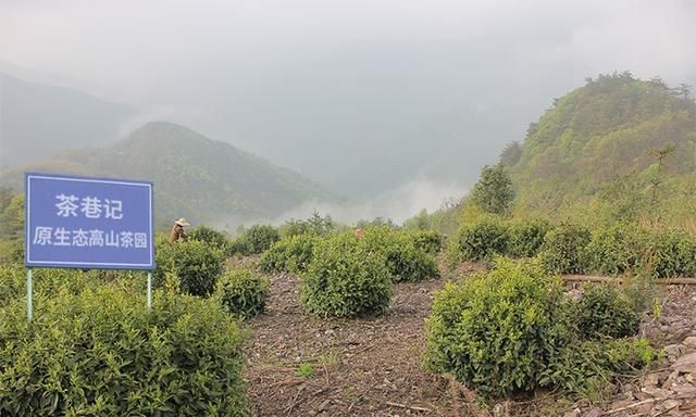 祁门红茶为什么这么好喝,象窝和祁门红茶哪个好喝图5