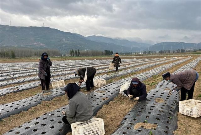 产业发展再加力 脱贫成果再巩固——四川省凉山州布拖县中药材产业激活乡村振兴动能