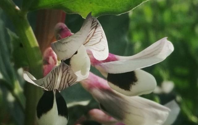 鲜为人知的蚕豆花 可止血 治咳血、鼻衄、血痢和高血压