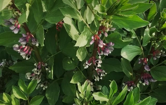 鲜为人知的蚕豆花 可止血 治咳血、鼻衄、血痢和高血压