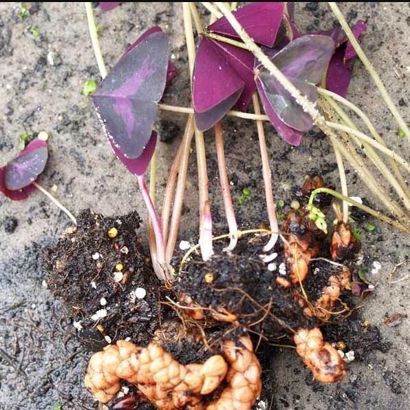 紫叶酢浆草怎么能收获种子呢,紫叶酢浆草怎么分枝图11