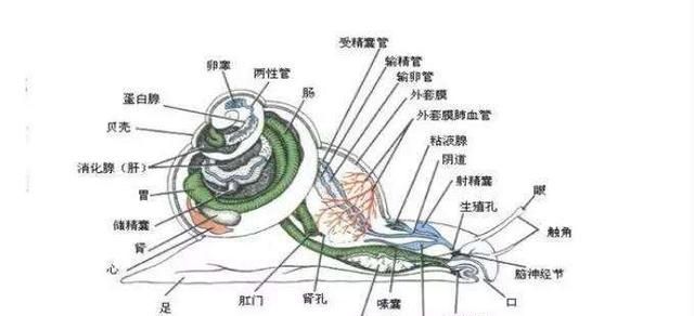 海螺能不能吃了(海螺哪个地方不能吃)图6