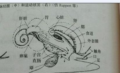 海螺能不能吃了(海螺哪个地方不能吃)图12