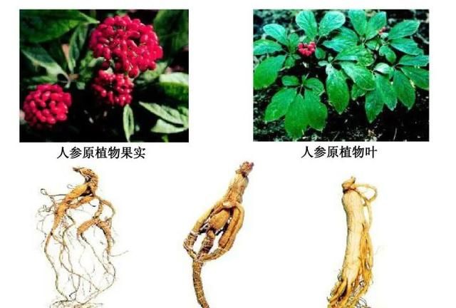 天然护肤的功效时代，该如何打响“中草药”化妆品这一民族标签？