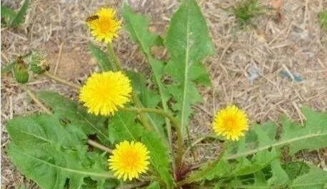 “吃在”红河县｜夏日炎炎，这些“苦”要你好吃