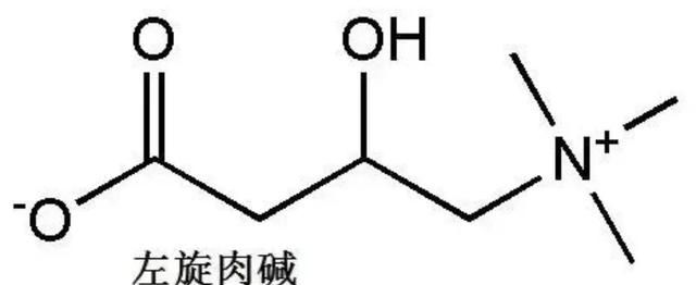 健身答疑解惑：左旋肉碱真的有用吗？