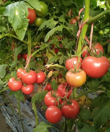 越冬粉果西红柿产量高的新品种,目前最好的粉果番茄越冬品种图1