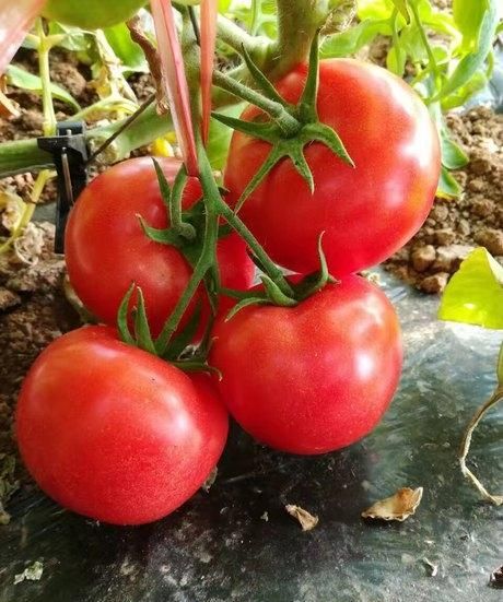 越冬粉果西红柿产量高的新品种,目前最好的粉果番茄越冬品种图2