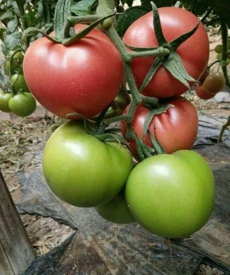 越冬粉果西红柿产量高的新品种,目前最好的粉果番茄越冬品种图3