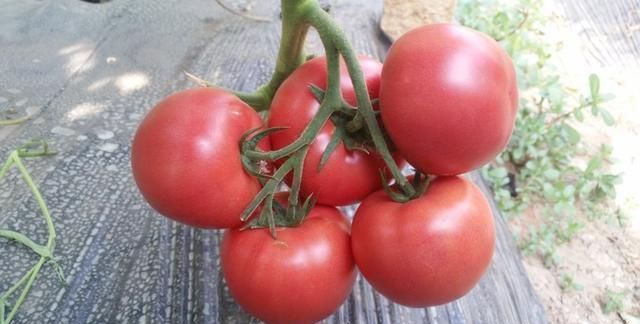越冬粉果西红柿产量高的新品种,目前最好的粉果番茄越冬品种图4