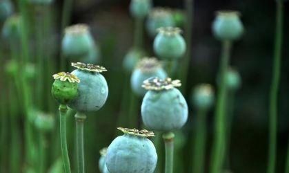 罂粟的浆有什么用途(红罂粟的意义)图1