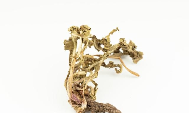 蒲公英的根和叶子哪个功效好图2