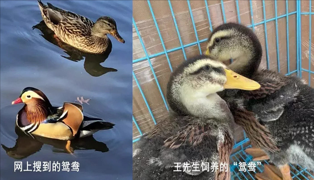 杭州男子买鸳鸯却养成了鸭子，店主：这是鸳鸯鸭！两者有什么不同