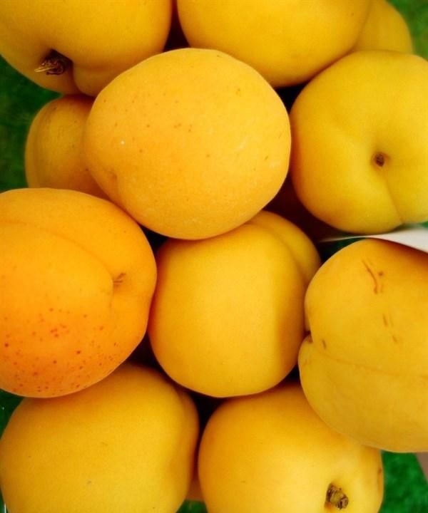 夏天吃杏好处多多，补钙开胃、保护心血管，但这个部位别轻易吃