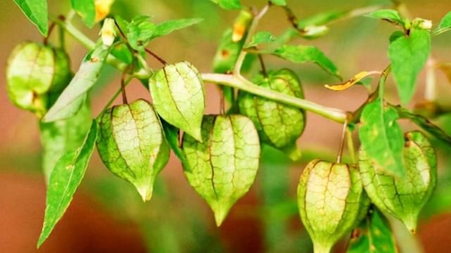 曾漫山遍野都是的10种野果，如今成了“稀罕货”，靠种植才够吃