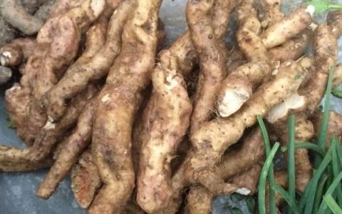 野生山药怎么做才好吃,野生山药一般生长几年