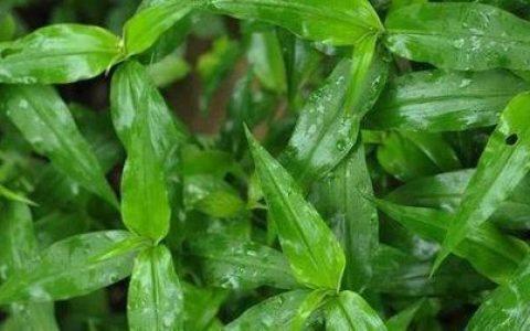这是什么草药图片(中国有哪些神一样的草药)