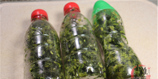 腌制酸菜原来超简单，只需要盐和三个矿泉水瓶，又酸又脆久放不坏