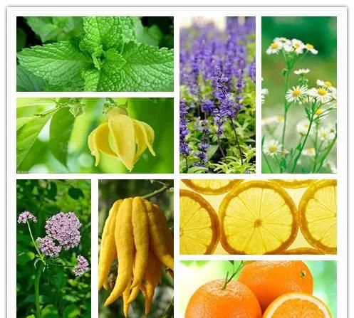 缬草、薰衣草等芳香疗法，闻香入睡真的管用吗？