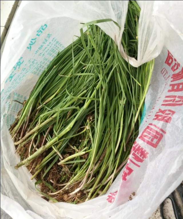 地皮菜炒鸡蛋