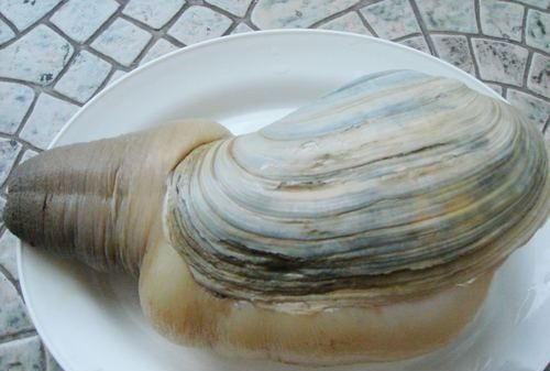 在家五分钟就能做出海鲜刺身，象拔蚌一蚌多吃，味道不输海鲜酒楼