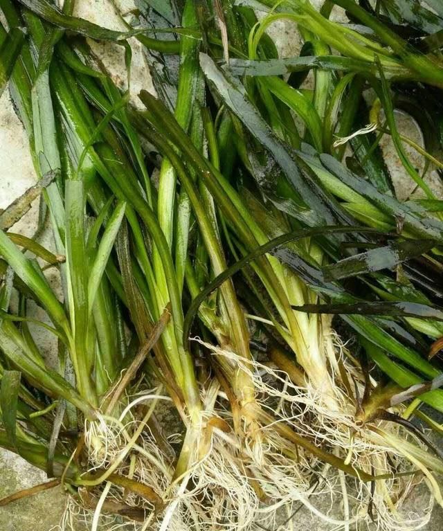 如何种植苦草,需要注意什么事项图1
