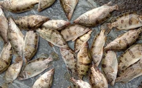 武汉本地鳜鱼丰收大量上市(市场上常见的鳜鱼有几种)