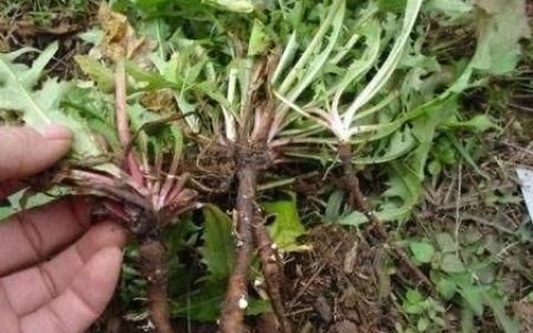 蒲公英玉兰根茶有什么作用和功效
