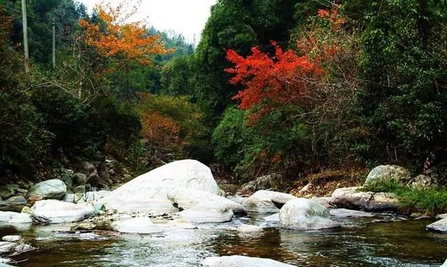 绥宁黄桑为什么叫黄桑(长须黄颡鱼和瓦氏黄颡鱼的区别)图6