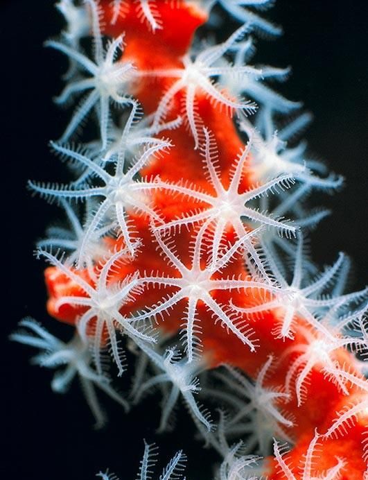 红珊瑚值得收藏吗(红珊瑚收藏)图8