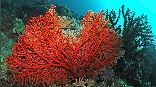 红珊瑚值得收藏吗(红珊瑚收藏)图10