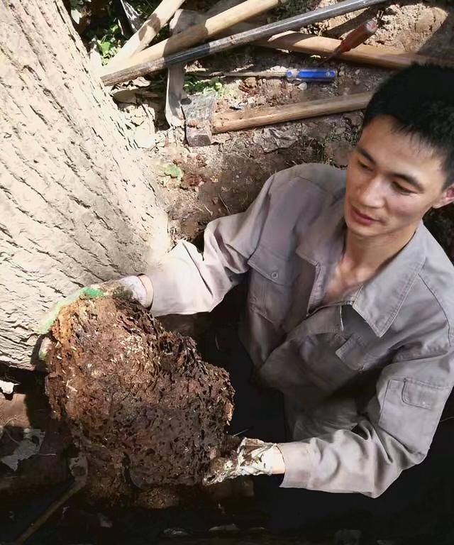 白蚁个小危害大，夏季是白蚁高发期，怎么防治家里和地里的白蚁？