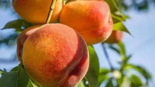 桃果膨大期,该如何管理呢(葡萄幼果膨大期管理方法)图8
