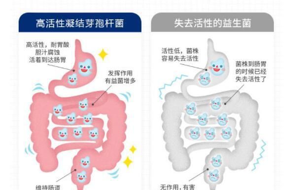 凝结芽孢杆菌有什么作用图4