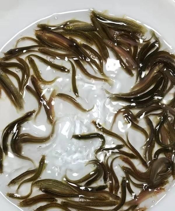 泥鳅主要吃什么食物,泥鳅主要吃什么图4