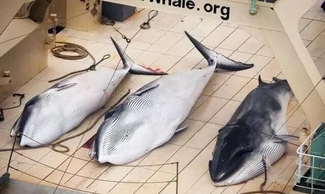 日本现在都开始卖鲸鱼肉了,你们怎么看的图6