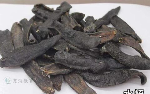 中药水蛭的功效与作用及食用方法