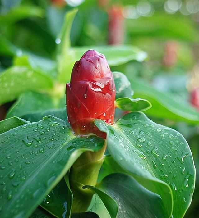 楚辞中的中医药（上）|屈原这样写《离骚》 一定很懂中医药！