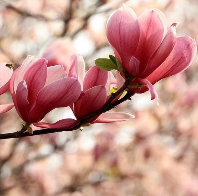 楚辞中的中医药（上）|屈原这样写《离骚》 一定很懂中医药！