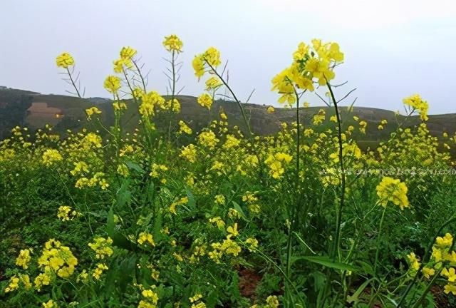 六月黄芥花开 属于黄土高原特有的壮美画卷