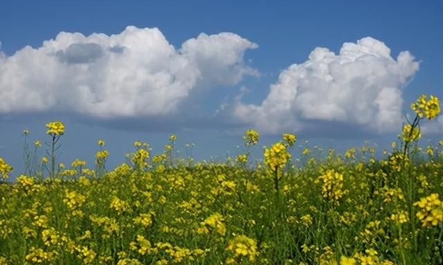 六月黄芥花开 属于黄土高原特有的壮美画卷