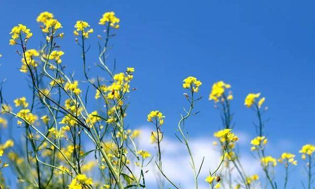 六月黄芥花开 属于黄土高原特有的壮美画卷