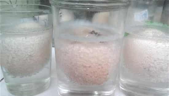 醋泡蛋液用什么醋最好图3