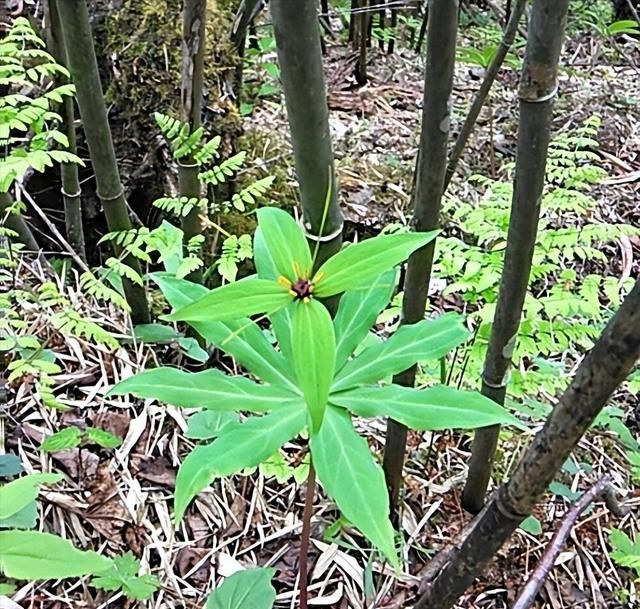 每日一味抗癌中药——七叶一枝花，功效显著，配伍应用于多种肿瘤