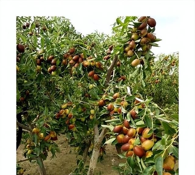 鲜食枣伏脆蜜平茬覆土防寒优质丰产栽培技术